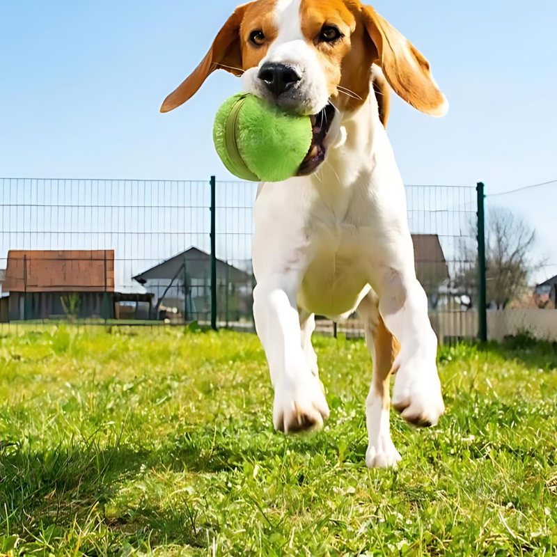 Magic Roller Ball!" - La Solución Perfecta para la Ansiedad de tu Perro